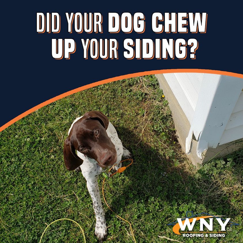Did your dog chew up your siding?